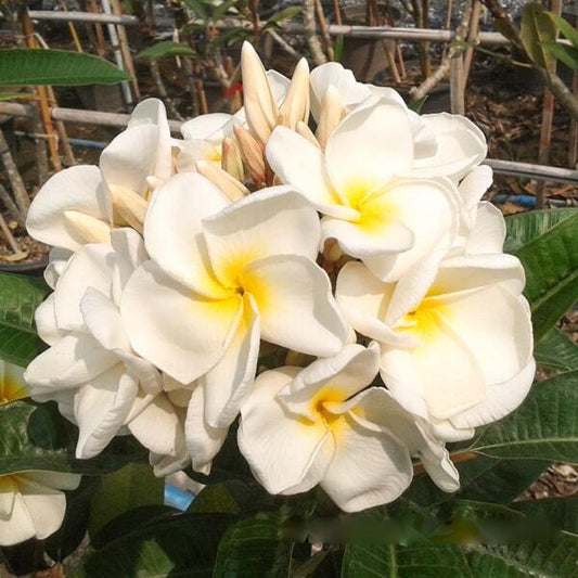 Plumeria KANJANA PHON