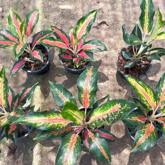 Aglaonema KANOK COCHIN