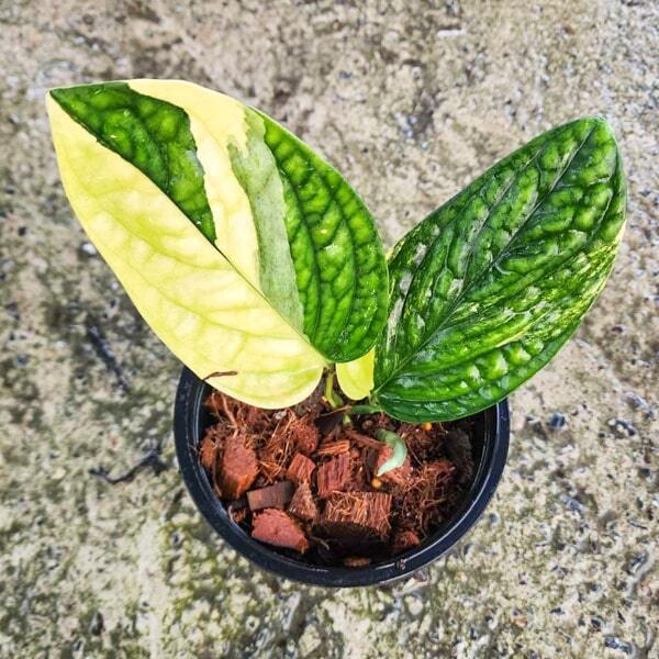 Monstera KARSTERIANA VAR