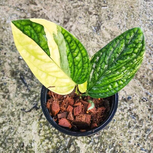 Monstera KARSTERIANA VAR