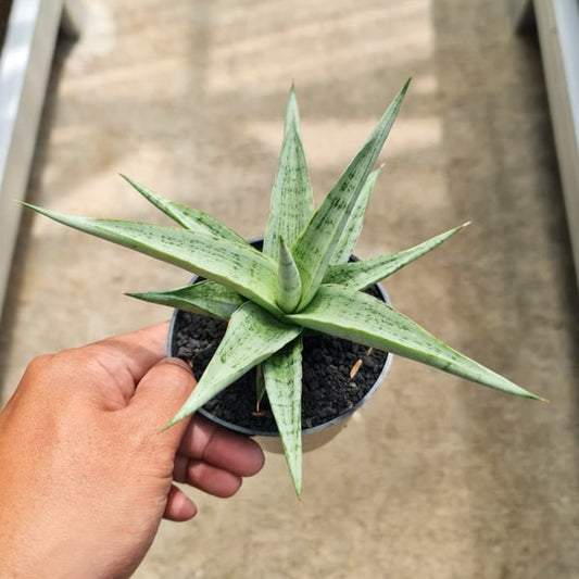 Sansevieria KASIH