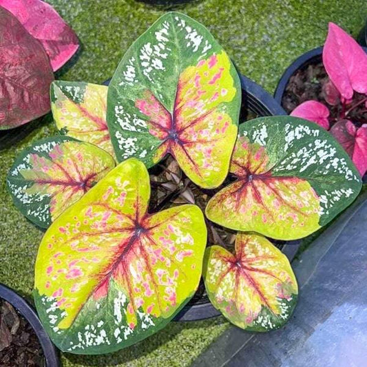 Caladium KASON PHUMMARIN