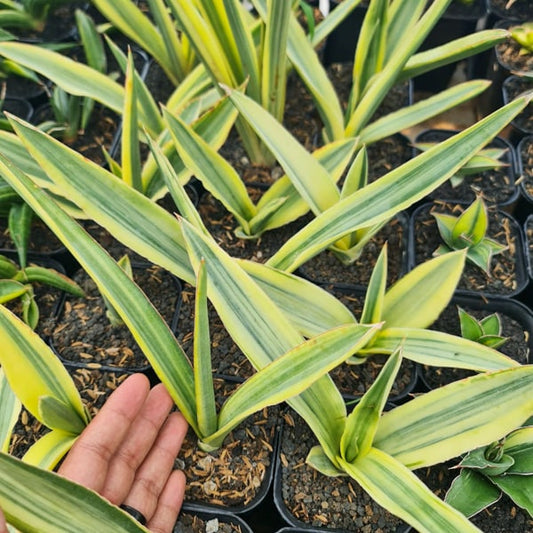 Sansevieria KATANA