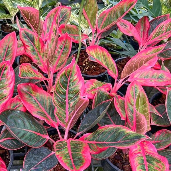Aglaonema KHANSA