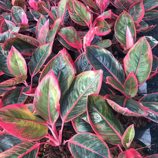 Aglaonema KHANSA