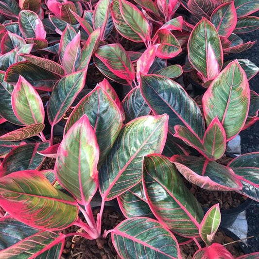 Aglaonema KHANSA