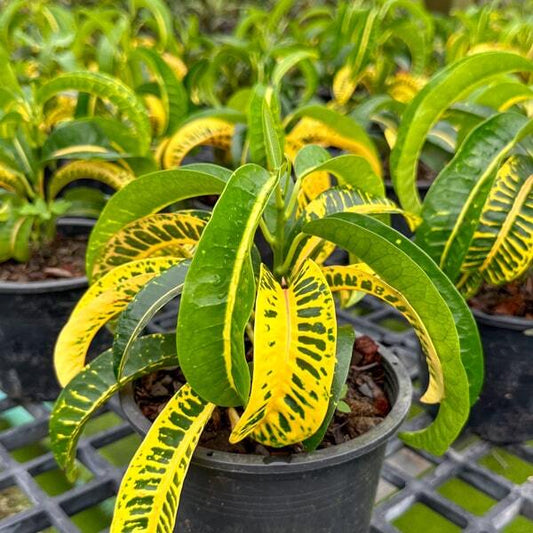 Croton KHAO GAE