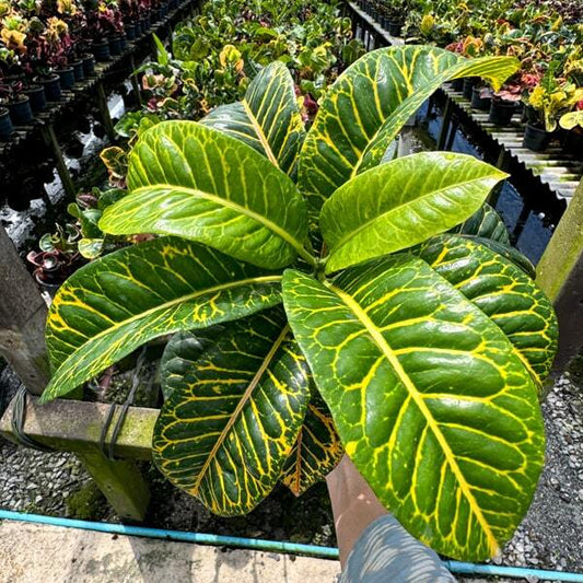 Croton KHAO GAE BORAN