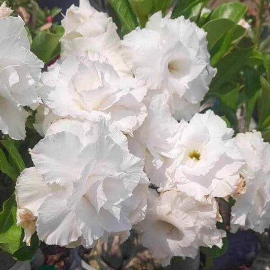 Adenium obesum KHAO PATHUM