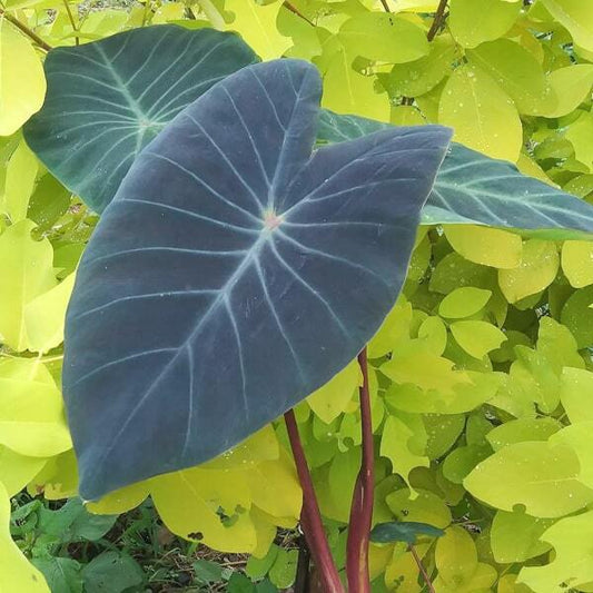 Colocasia KHONSHU