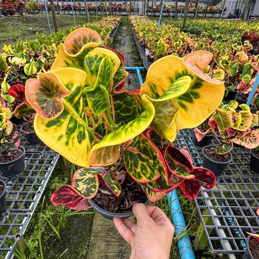 Croton KHUN LEK