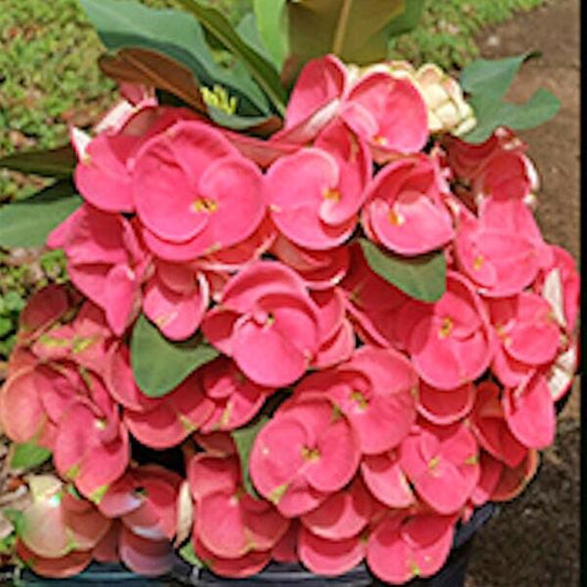 Euphorbia Milii KHUN NAI DOUNGD