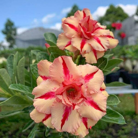 Adenium obesum KIM ANH