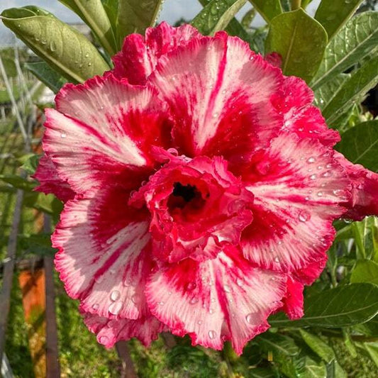 Adenium obesum KIM NGOC 11