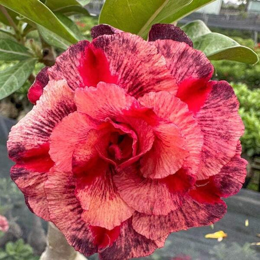 Adenium obesum KIM NGOC 9