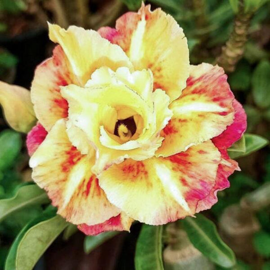 Adenium obesum KIM PHAT