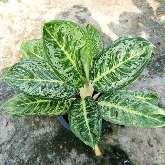 Aglaonema KING