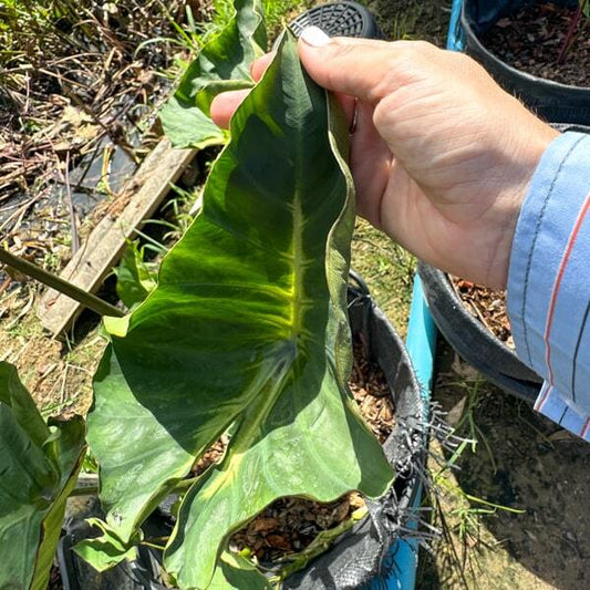 Colocasia KING OF CUP
