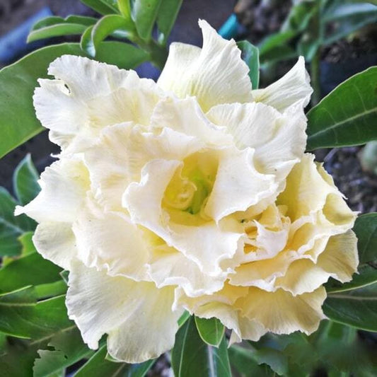 Adenium obesum KING CUSTARD