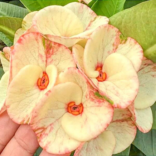 Euphorbia Milii KING KAEW