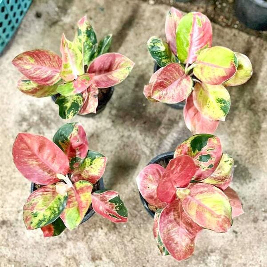 Aglaonema KITTY (MISS WORLD MUTATION)