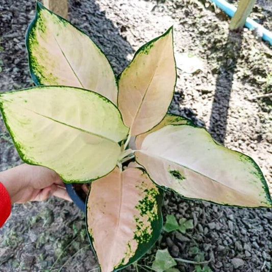 Aglaonema PEACH COCHIN