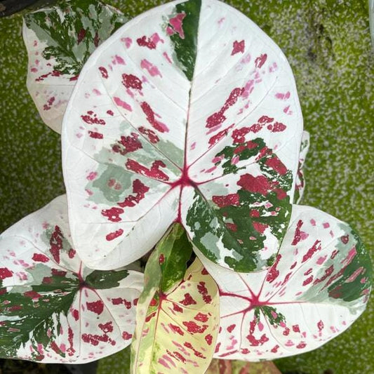 Caladium KOH KRET