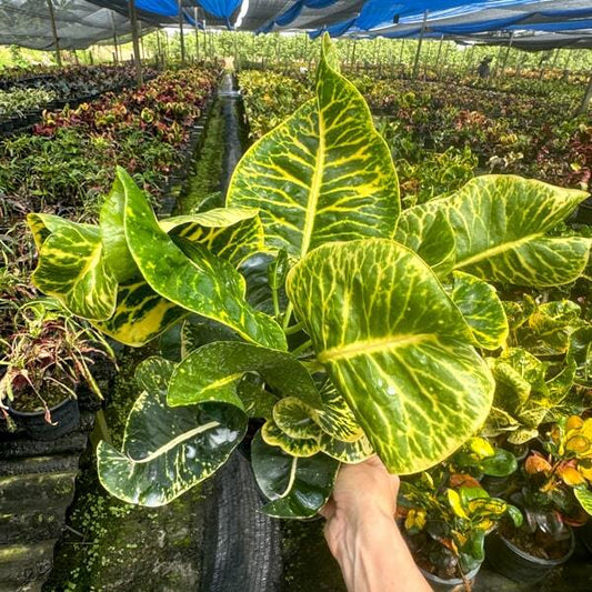 Croton KHONG GRAPHAN