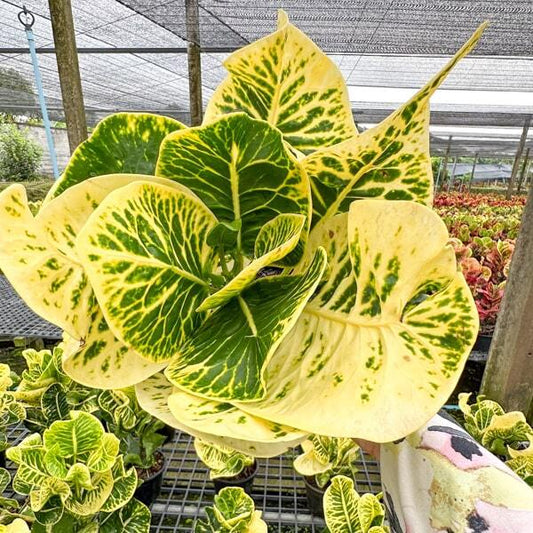 Croton KHONG GRAPHAN