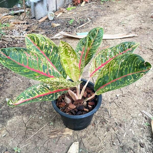 Aglaonema KU BANLANG OLD