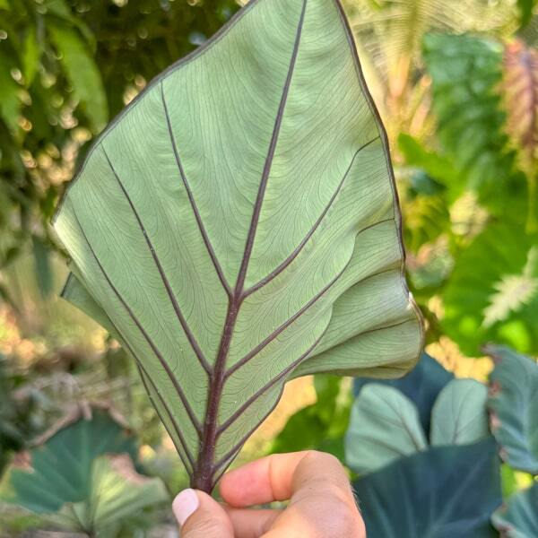 Colocasia KOPIKA