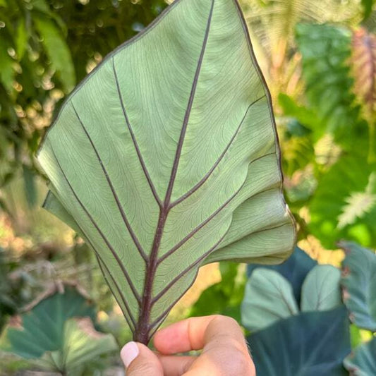 Colocasia KOPIKA