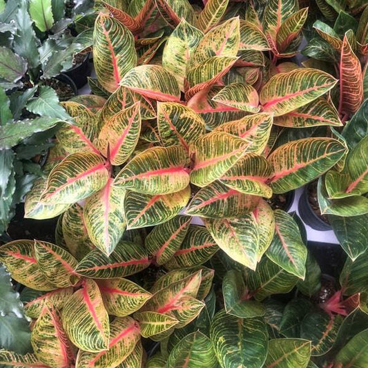 Aglaonema KRISHNA
