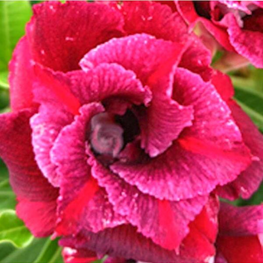 Adenium obesum KRIMSON RED