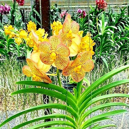 Vanda orchid V KULWADEE FRAGRANCE V THAI SPOTS