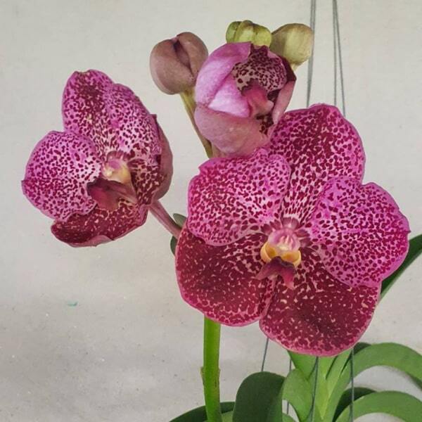 Vanda orchid V KULWADEE FRAGRANCE *DR ANEK BITZ #135