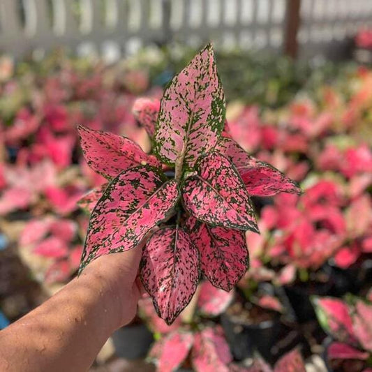 Aglaonema KAMKOON