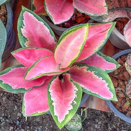 Aglaonema KU BARAMEE