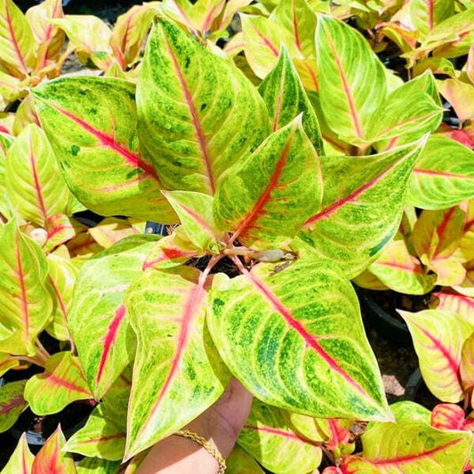 Aglaonema KWAK THONG KAM