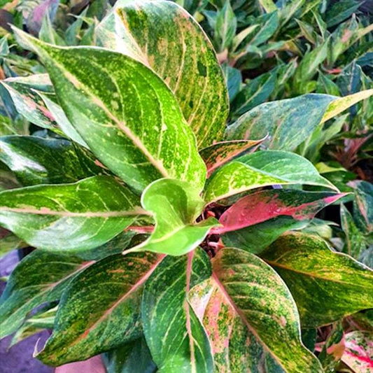 Aglaonema KWAK NGERN THONG