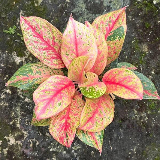Aglaonema KWAK SAB