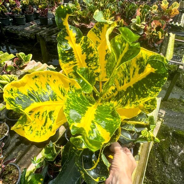 Croton KWAK THONG KAM