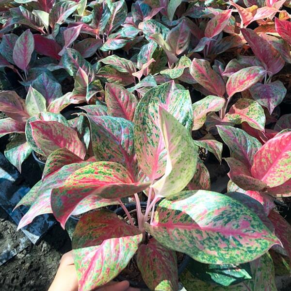 Aglaonema KWAK SAB