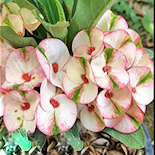 Euphorbia Milii KWAN JAI