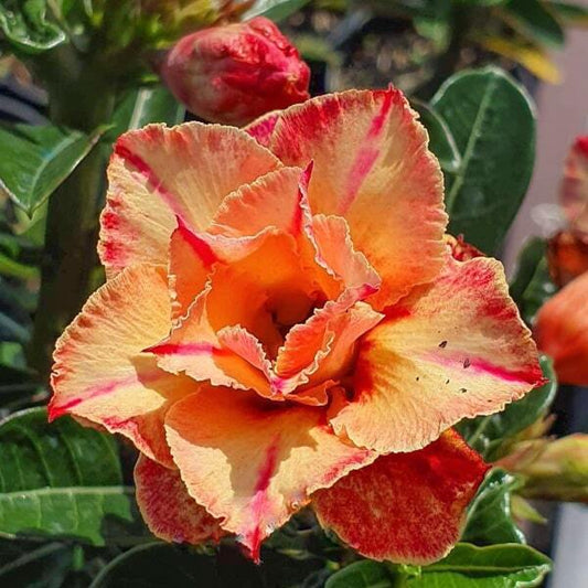Adenium obesum L106