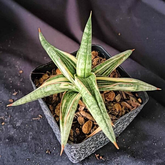 Sansevieria LAVRANOS 1970 WHITE VAR