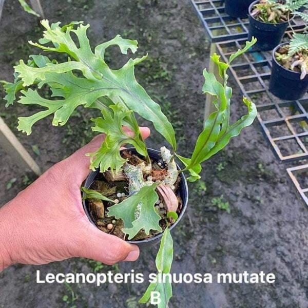 Lecanopteris L.SINUOSA MUT