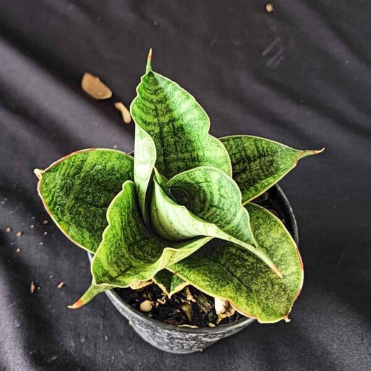 Sansevieria LION HEART