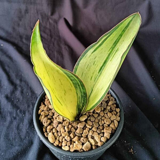 Sansevieria LOMA VAR