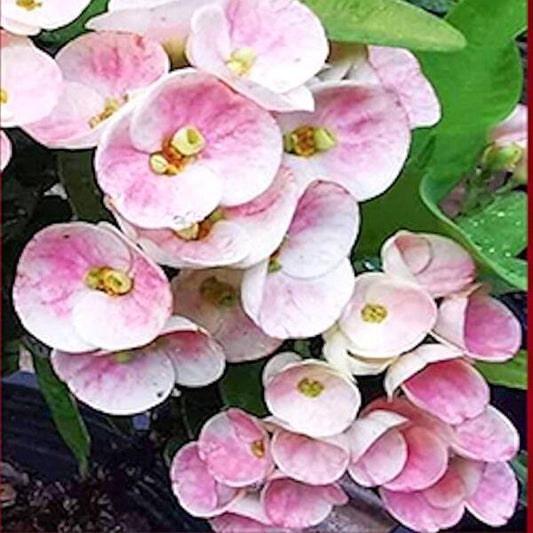 Euphorbia Milii LA ONG DAO